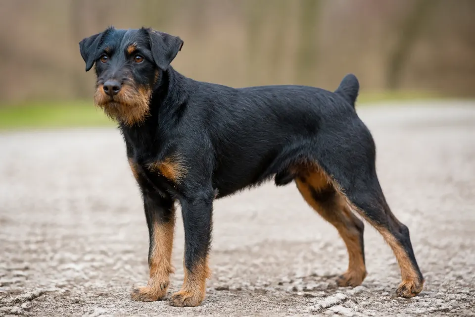 German Hunting Terrier犬 · 正面