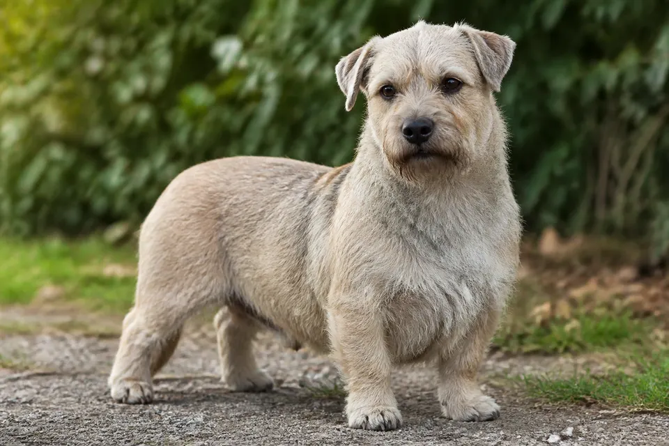 Irish Glen of Imaal Terrier犬 · 正面