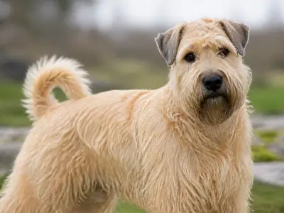 Irish Soft Coated Wheaten Terrier犬