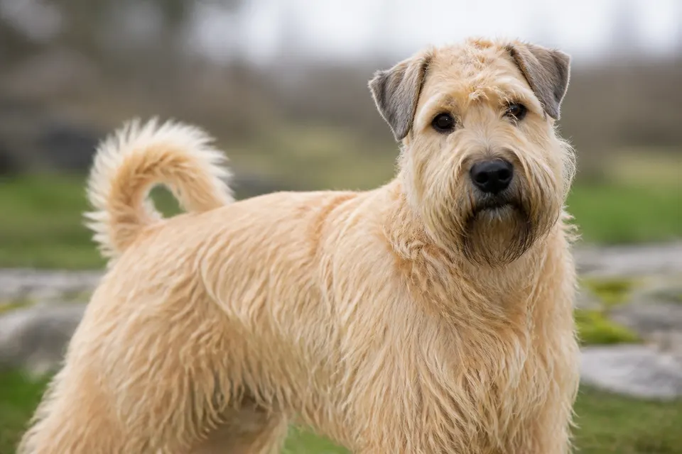 Irish Soft Coated Wheaten Terrier犬 · 正面