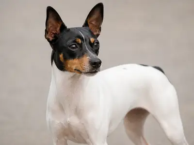 Japanese Terrier犬