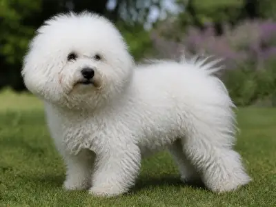 Bolognese犬
