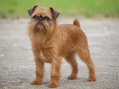 布鲁塞尔格里芬犬
