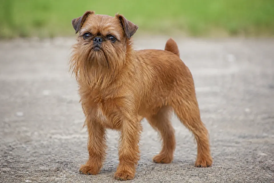 布鲁塞尔格里芬犬 · 正面