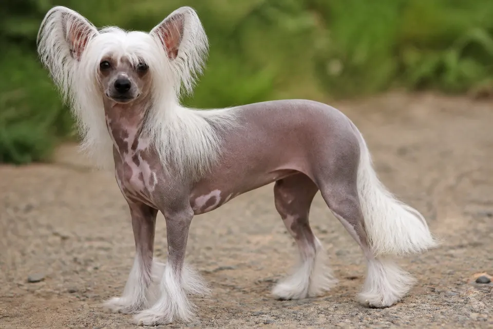 Chinese Crested Dog犬 · 正面