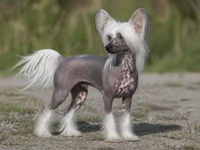 中国冠毛犬