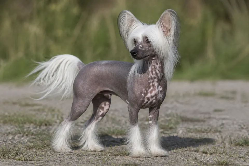 中国冠毛犬 · 正面