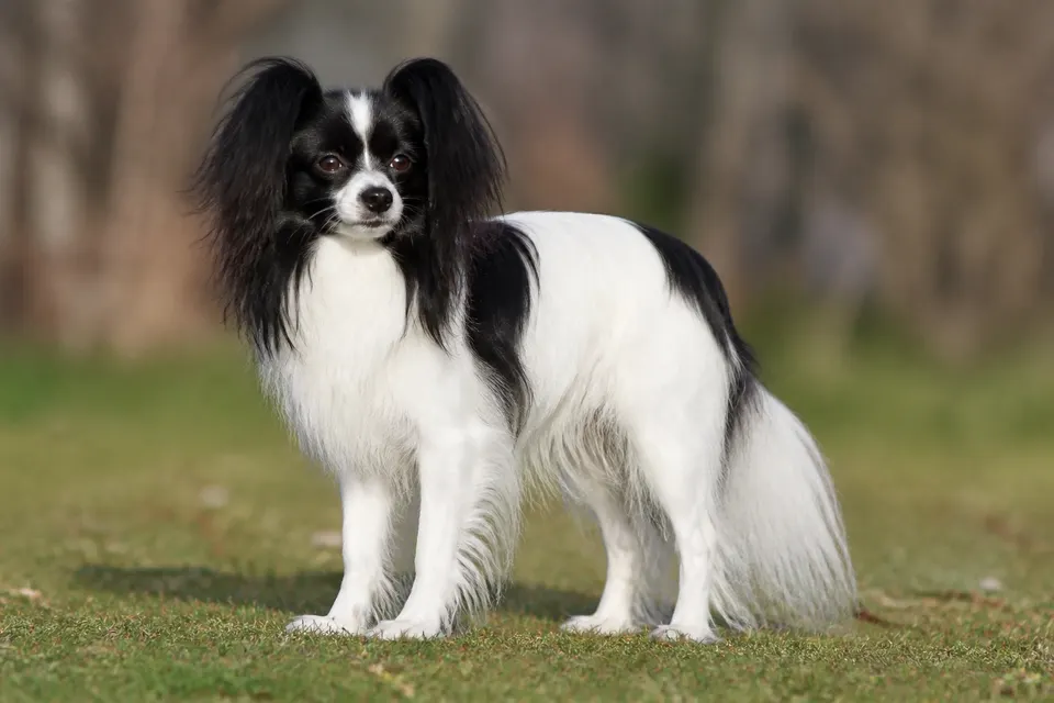 Continental Toy Spaniel犬 · 正面