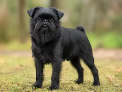 Griffon Belge犬