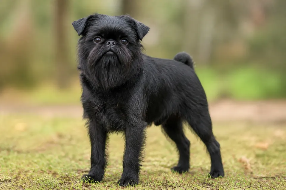 Griffon Belge犬 · 正面