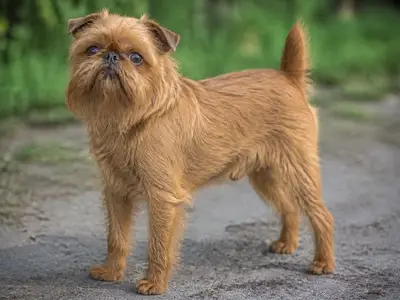 Griffon Bruxellois犬