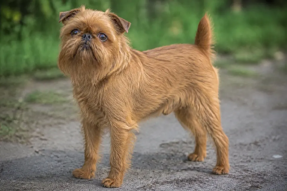 Griffon Bruxellois犬 · 正面