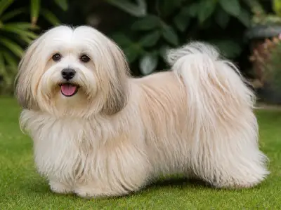 哈瓦那犬