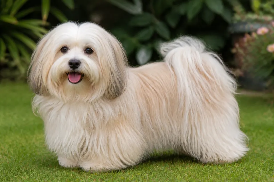 哈瓦那犬 · 正面
