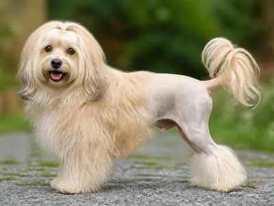 Little Lion Dog犬