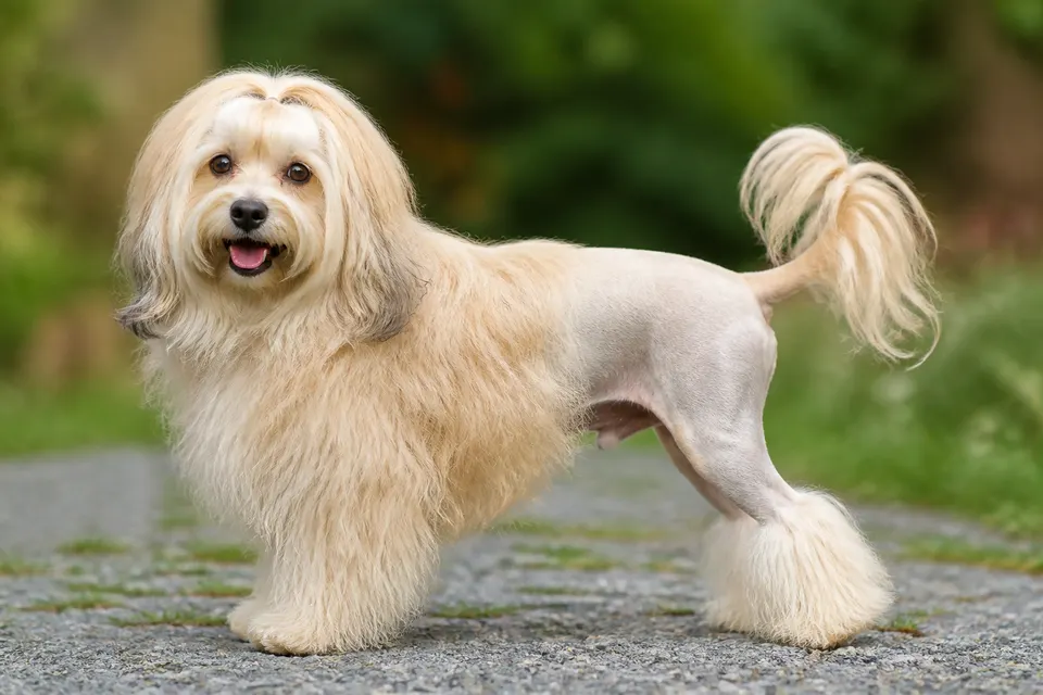 Little Lion Dog犬 · 正面