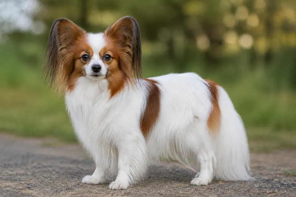 蝴蝶犬 · 正面