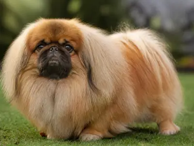 北京犬
