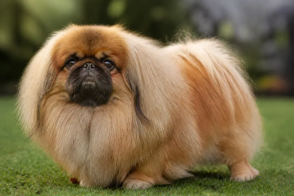 北京犬 · 正面
