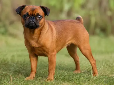 Petit Brabançon犬