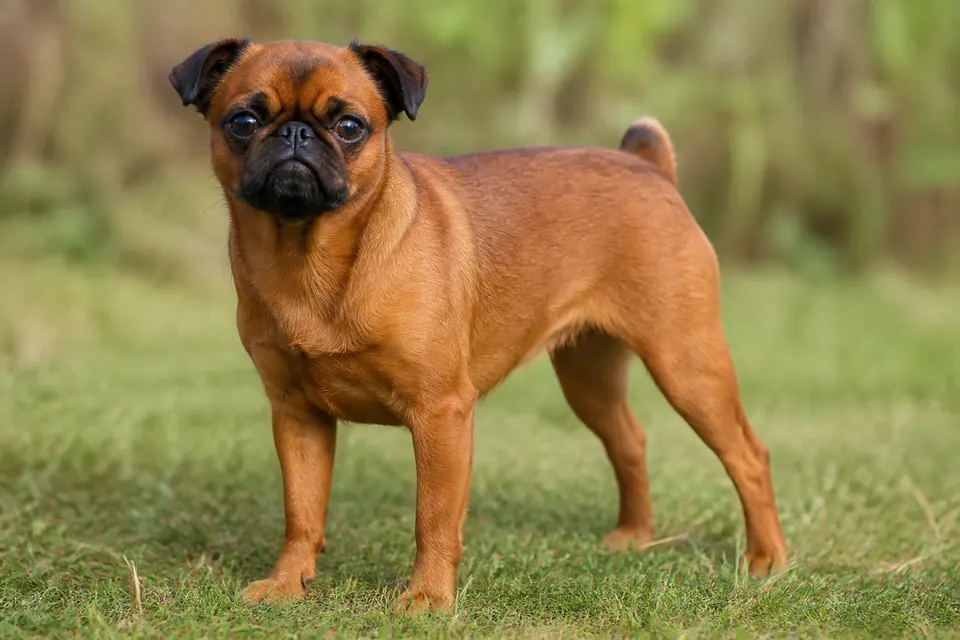 Petit Brabançon犬 · 正面