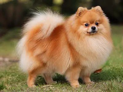 博美犬