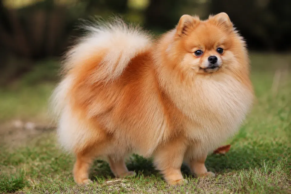 博美犬 · 正面