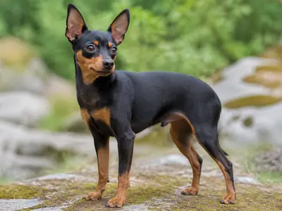 Prague Ratter犬