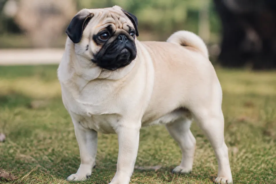 巴哥犬 · 正面