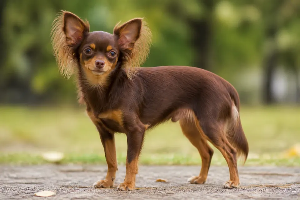 俄罗斯玩具犬 · 正面