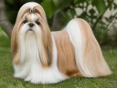 西施犬