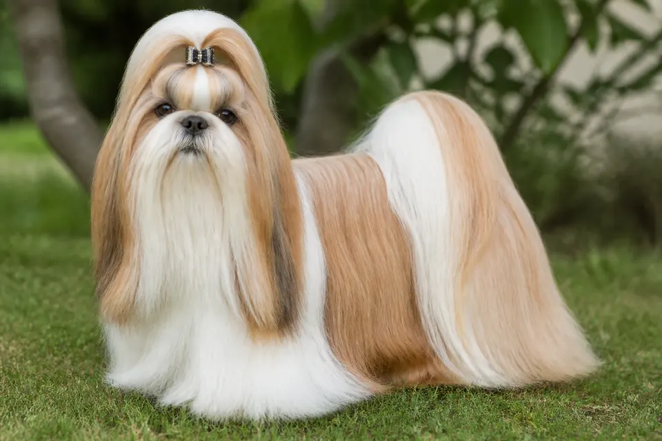 西施犬 · 正面