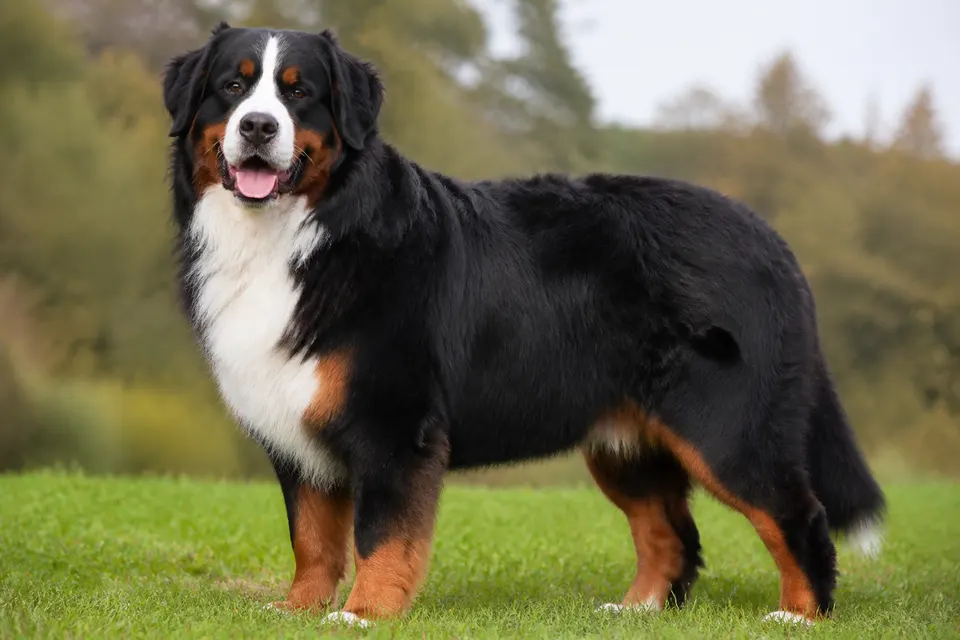 伯恩山犬 · 正面