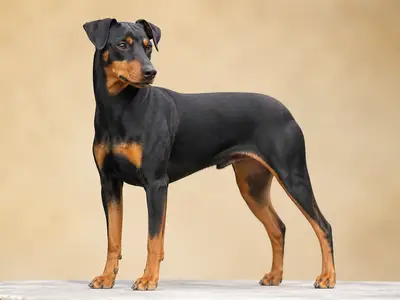 德国宾莎犬