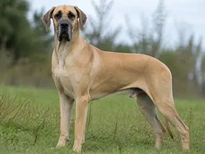 大丹犬