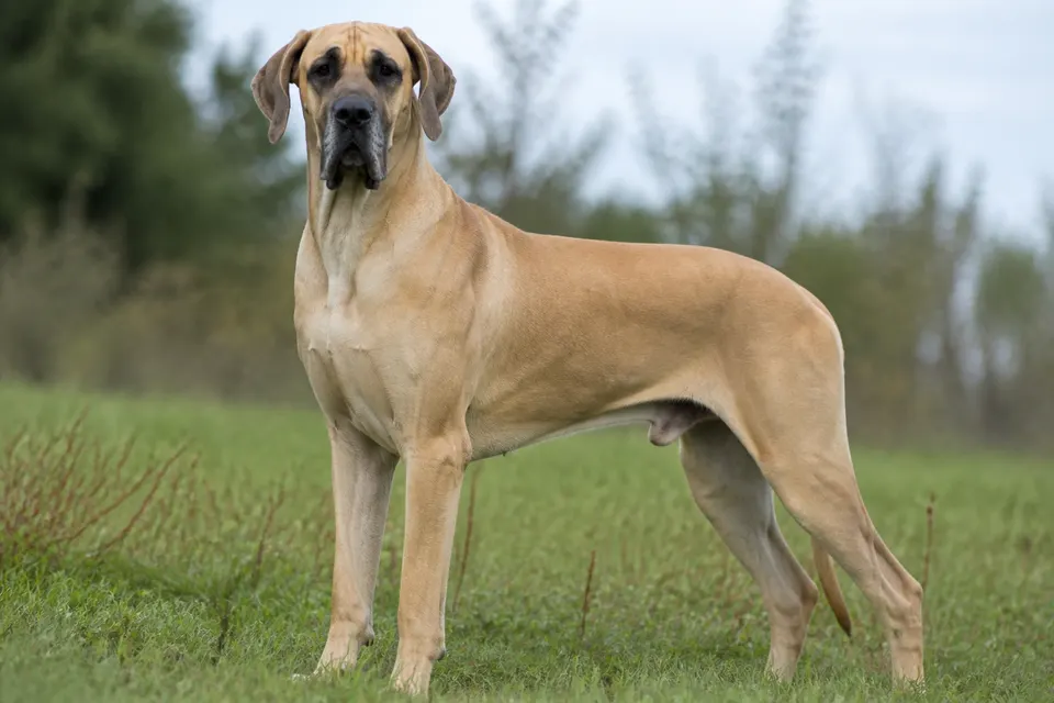 大丹犬 · 正面