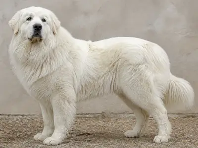大白熊犬