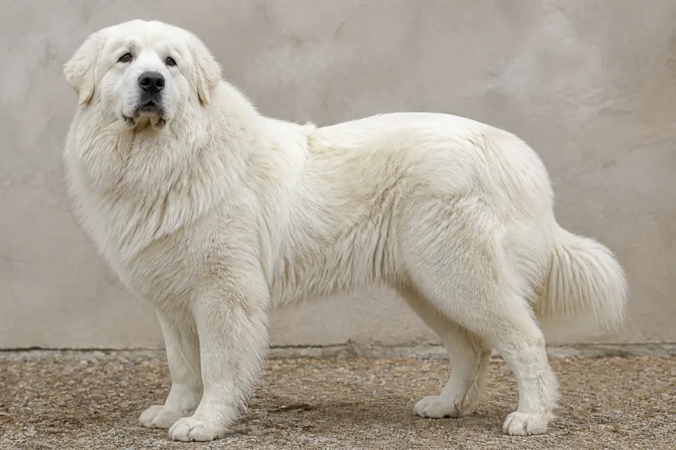 大白熊犬 · 正面