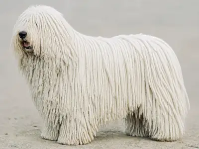 可蒙多犬