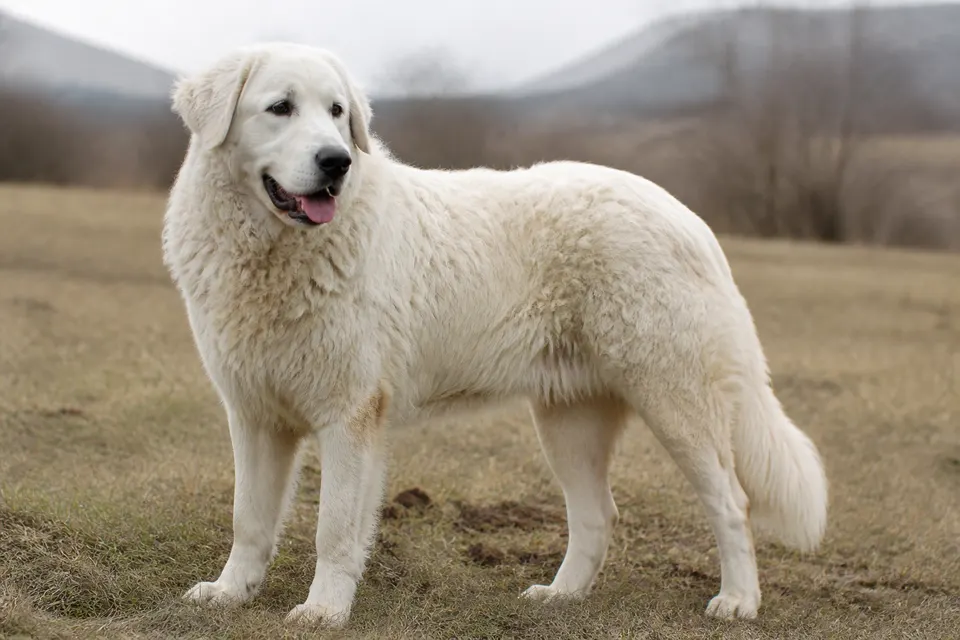 库瓦兹犬 · 正面