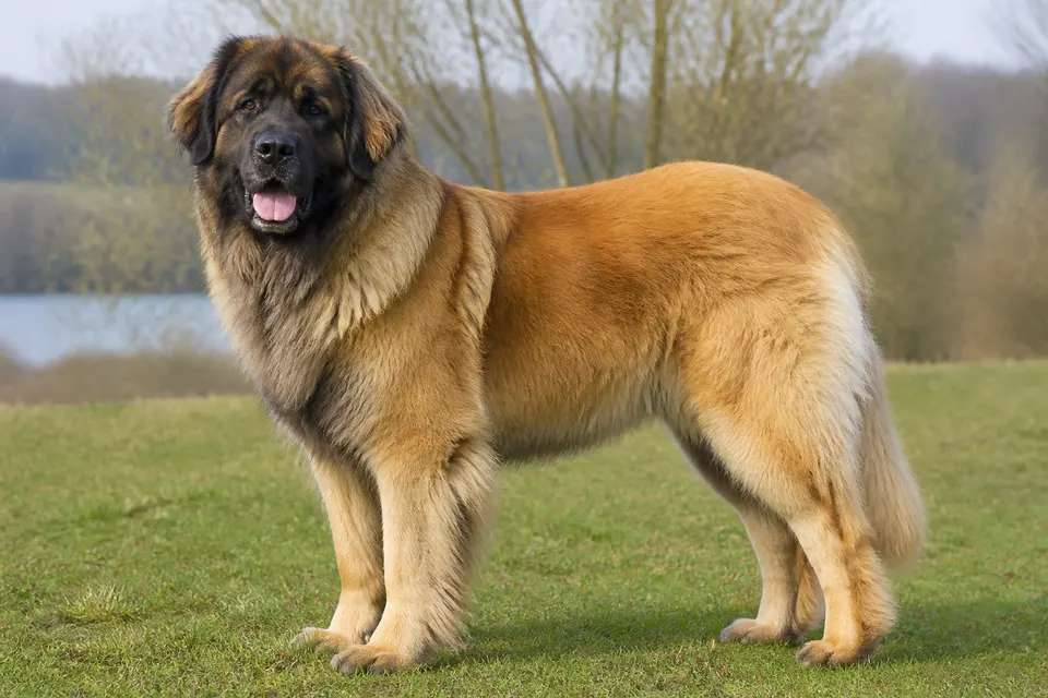 莱昂贝格犬 · 正面