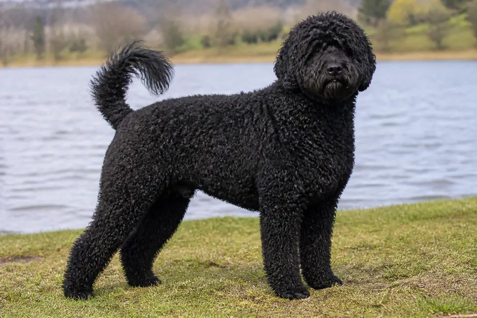 葡萄牙水犬 · 正面